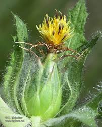 Image result for Cnicus benedictus