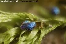 Attēlu rezultāti vaicājumam “Colloderma oculatum”