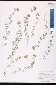 Attēlu rezultāti vaicājumam “Trifolium dubium leaf”