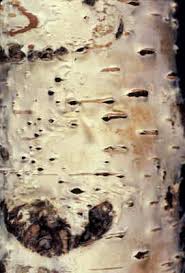 Attēlu rezultāti vaicājumam “Trichia botrytis var. cerifera”