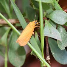 Attēlu rezultāti vaicājumam “Aphelia viburniana”