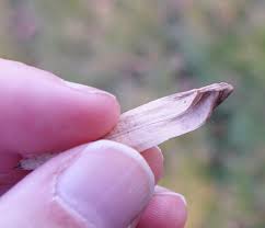 Attēlu rezultāti vaicājumam “Liriodendron tulipifera fruit”