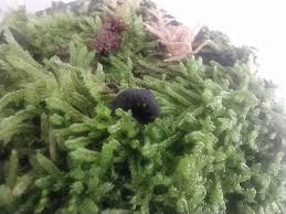 Attēlu rezultāti vaicājumam “Hypnum cupressiforme”