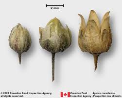 Attēlu rezultāti vaicājumam “Spergula arvensis”