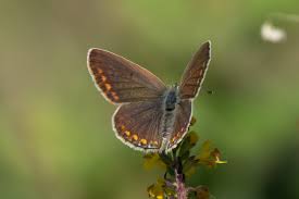 Attēlu rezultāti vaicājumam “Polyommatus icarus female”