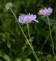 Image result for Knautia arvensis