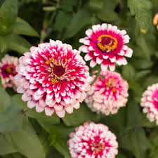 Image result for Zinnia elegans