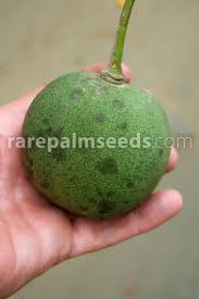 Attēlu rezultāti vaicājumam “Cinna latifolia fruit”