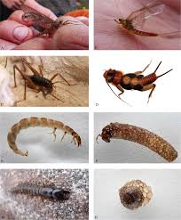 Attēlu rezultāti vaicājumam “Ephemeroptera larvae”