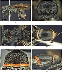 Attēlu rezultāti vaicājumam “Symmorphus sp.”