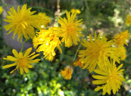 Attēlu rezultāti vaicājumam “Crepis biennis”