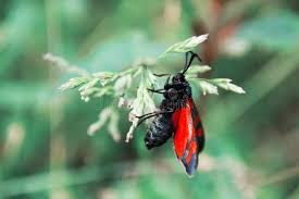 Attēlu rezultāti vaicājumam “Zygaena viciae”