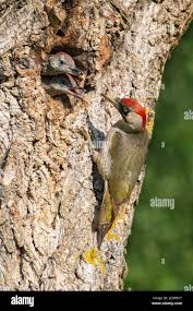 Attēlu rezultāti vaicājumam “Picus viridis nest”