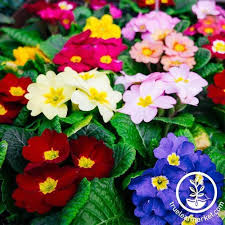 Attēlu rezultāti vaicājumam “Primula”