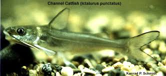 Image result for Ictalurus punctatus