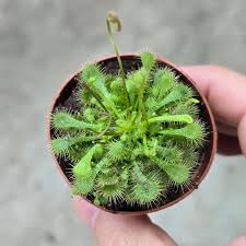 Image result for Drosera