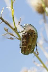 Attēlu rezultāti vaicājumam “Liocola lugubris”