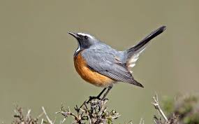 Image result for Irania gutturalis