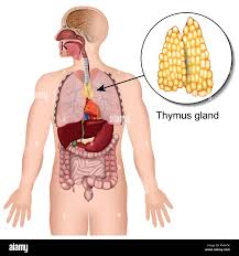 Image result for Thymus