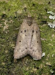 Attēlu rezultāti vaicājumam “Nycteola sp.”