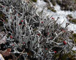 Attēlu rezultāti vaicājumam “Cladonia floerkeana”