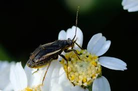 Attēlu rezultāti vaicājumam “Capsodes gothicus”