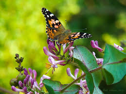 Attēlu rezultāti vaicājumam “Vanessa cardui”