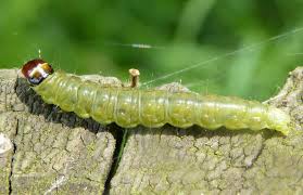 Attēlu rezultāti vaicājumam “Archips podana”