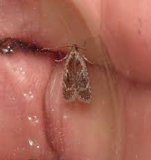 Attēlu rezultāti vaicājumam “Agonopterix hypericella”