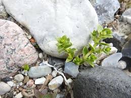 Attēlu rezultāti vaicājumam “Honckenya peploides bud”