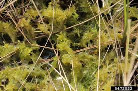 Attēlu rezultāti vaicājumam “Sphagnum cuspidatum”