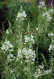 Image result for Epilobium angustifolium