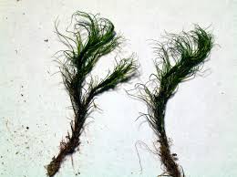 Attēlu rezultāti vaicājumam “| Dicranum”