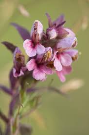 Attēlu rezultāti vaicājumam “Odontites vulgaris”