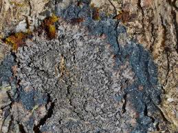 Attēlu rezultāti vaicājumam “Parmeliella triptophylla”