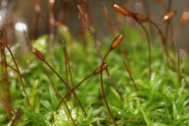 Attēlu rezultāti vaicājumam “Bryoerythrophyllum recurvirostrum”