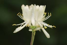 Attēlu rezultāti vaicājumam “Lonicera xylosteum”