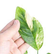 Attēlu rezultāti vaicājumam “Arenaria procera leaf”