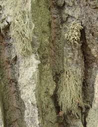 Attēlu rezultāti vaicājumam “Ramalina thrausta”