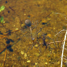 Attēlu rezultāti vaicājumam “Utricularia minor bud”