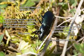 Attēlu rezultāti vaicājumam “Poecilus lepidus”