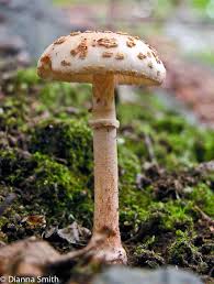Attēlu rezultāti vaicājumam “Amanita rubescens”