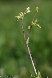 Attēlu rezultāti vaicājumam “Stellaria pallida”