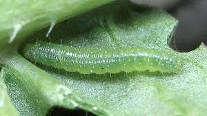 Attēlu rezultāti vaicājumam “Pieris rapae larva”