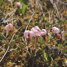 Attēlu rezultāti vaicājumam “Oxycoccus leaf”
