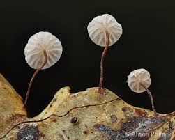 Attēlu rezultāti vaicājumam “Hemitrichia decipiens young”