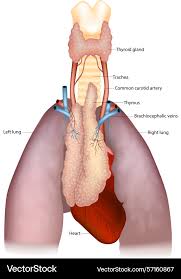 Image result for Thymus