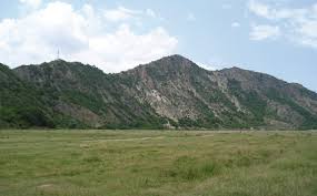 Attēlu rezultāti vaicājumam “Lamellocossus terebra”