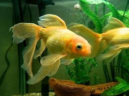 Attēlu rezultāti vaicājumam “Carassius auratus”