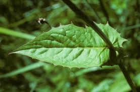 Attēlu rezultāti vaicājumam “Crepis paludosa leaf”